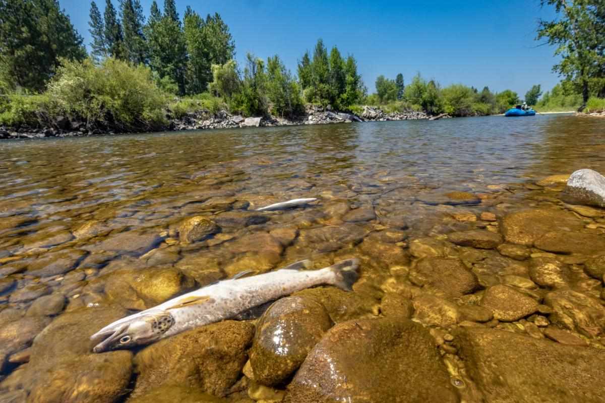 Read more about the article Southwest Montana Trout Populations Continue Alarming Decline